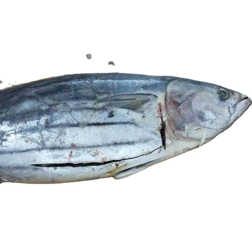 Тунец Замороженный Купить