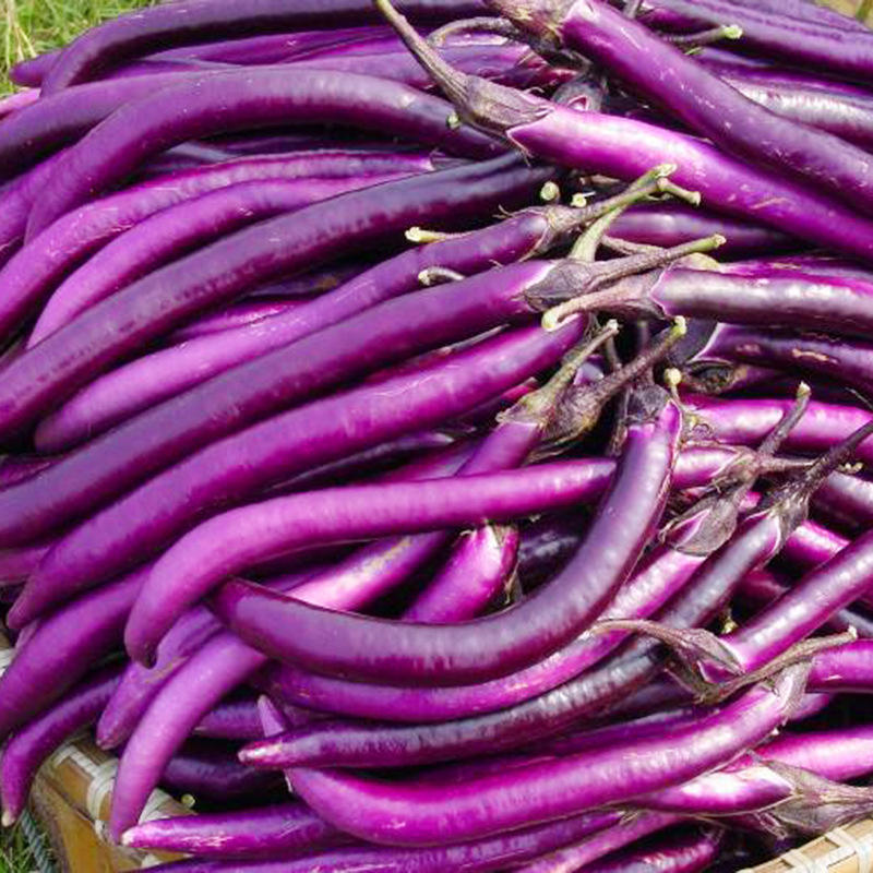 Баклажан фаворит f1. Фиолетовый баклажан. Баклажан феньюэн пурпурный (fengyuan purple). Баклажан лонг парпл 3. Баклажан длинный фиолетовый гавриш.