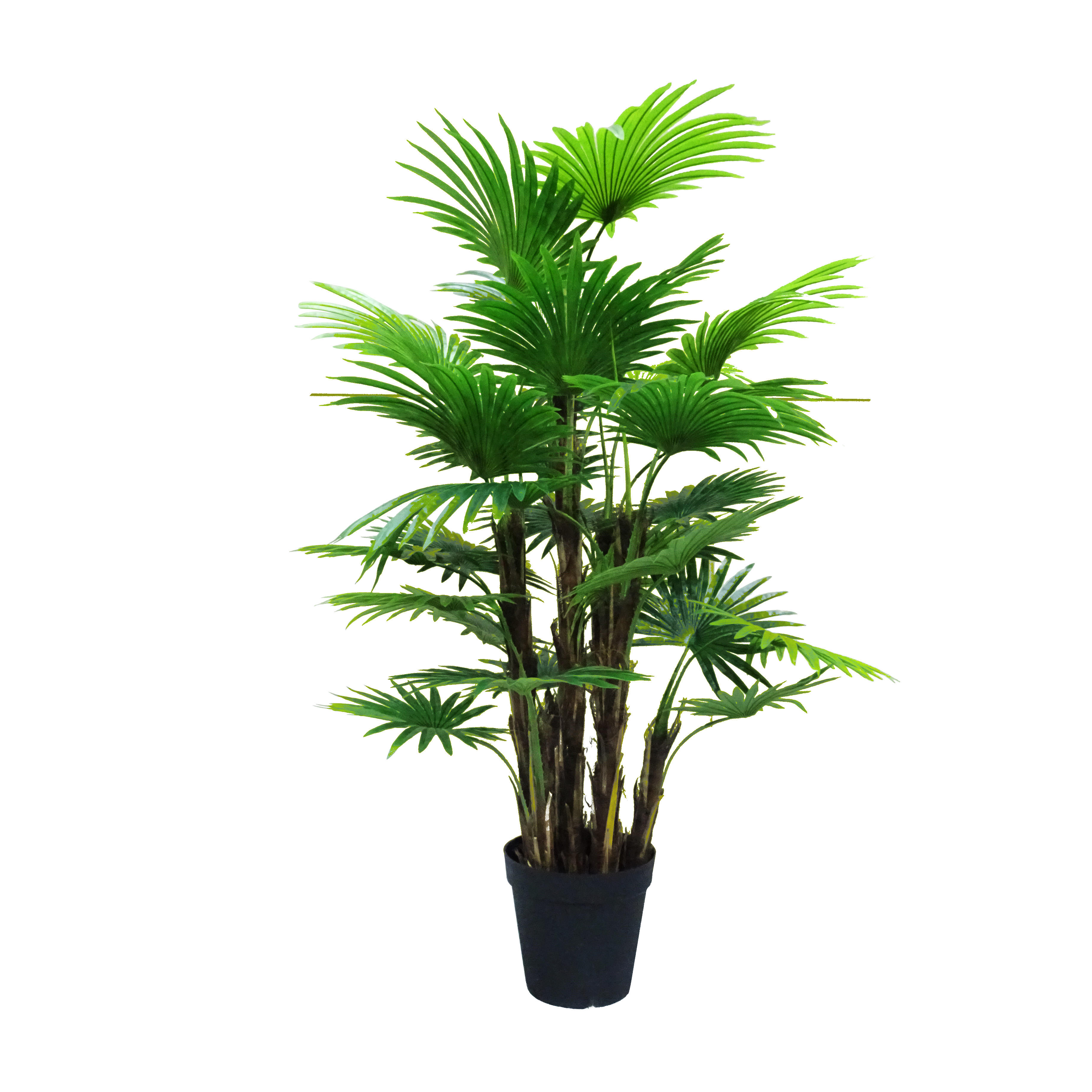 Купить Пальму Большую В Горшке