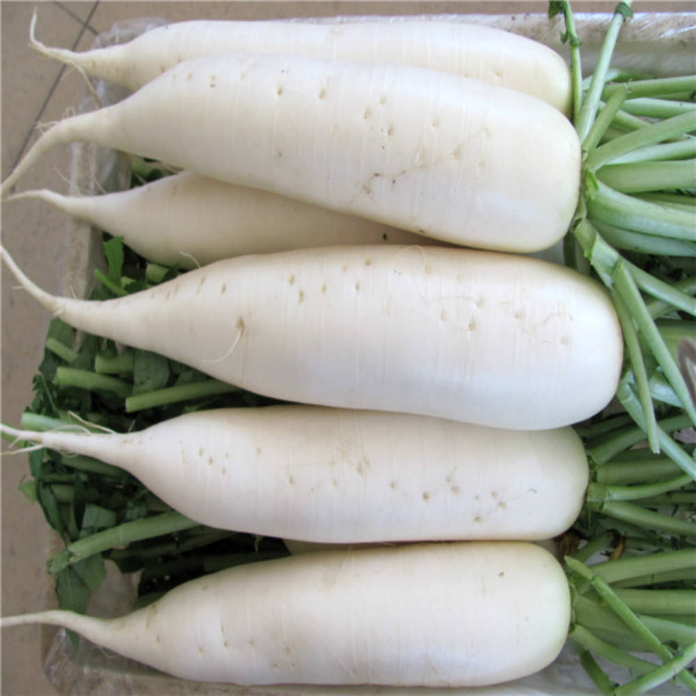 Редиска белая длинная. Редька белая Лоба. Дакота редис. Белый овощ. Редис белый длинный