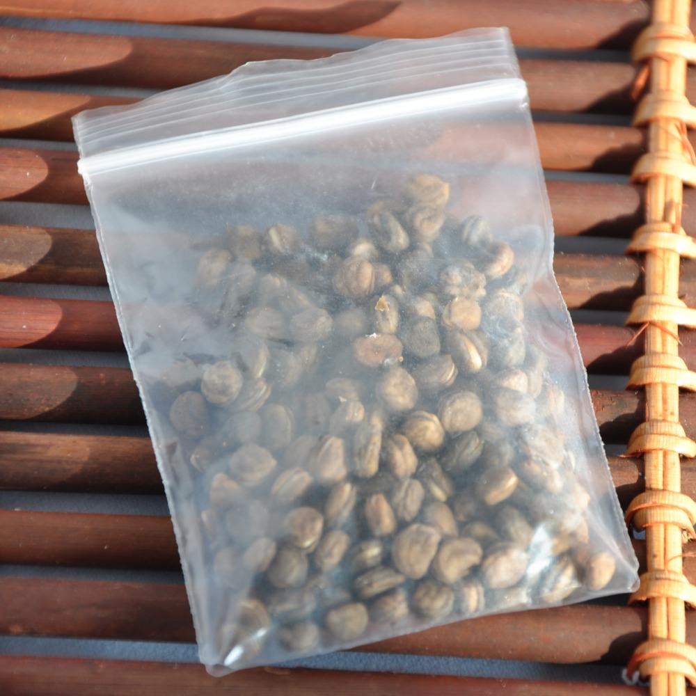 Купить Семена Женьшеня Для Посадки