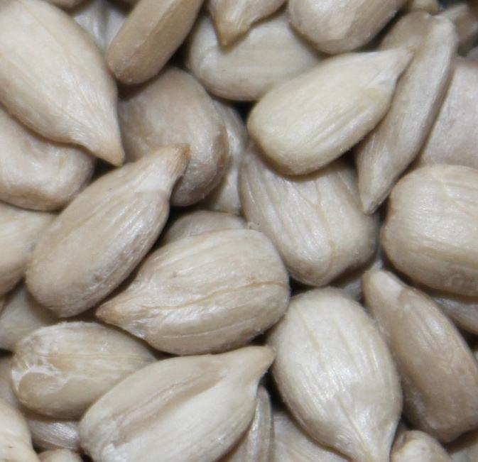 Семена Подсолнечника Купить Казахстан