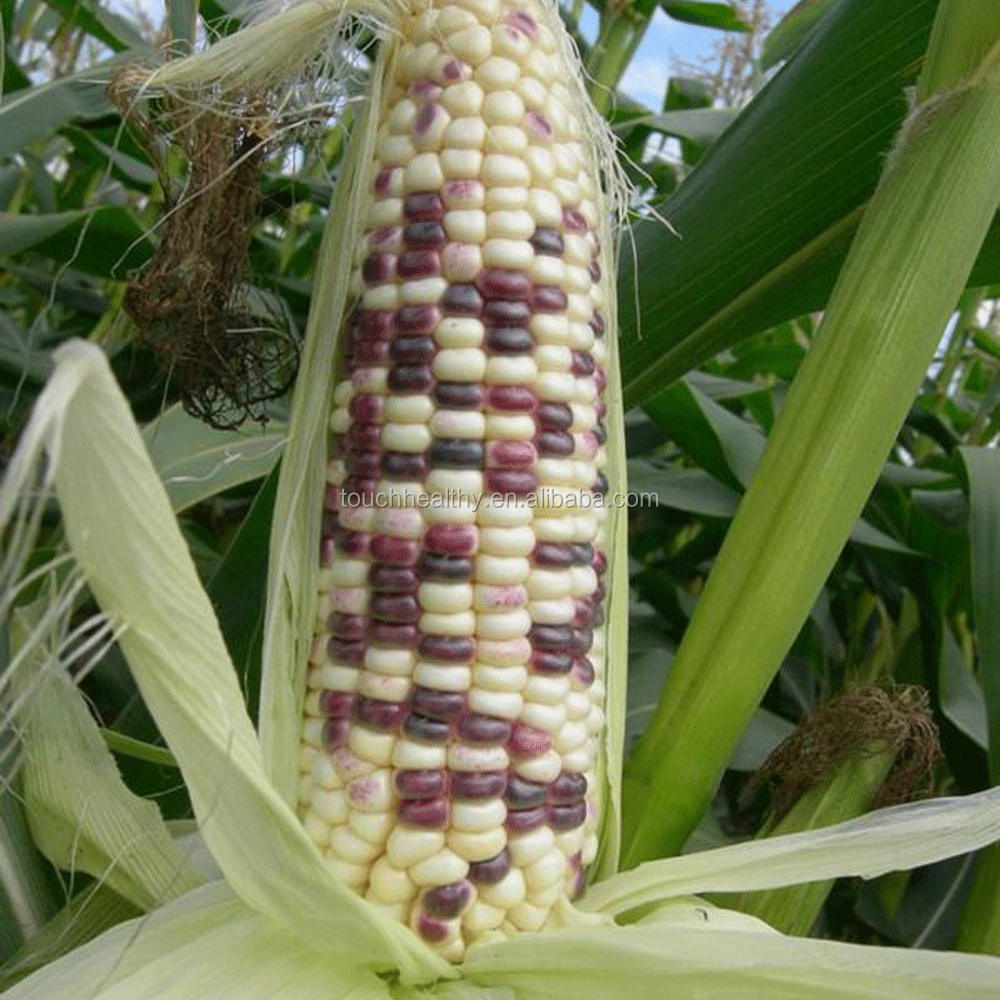 Zea perennis. Zea mays l. Кукуруза botanica. Кукуруза обыкновенная фармакогнозия. Мятликовые лекарственные растения.
