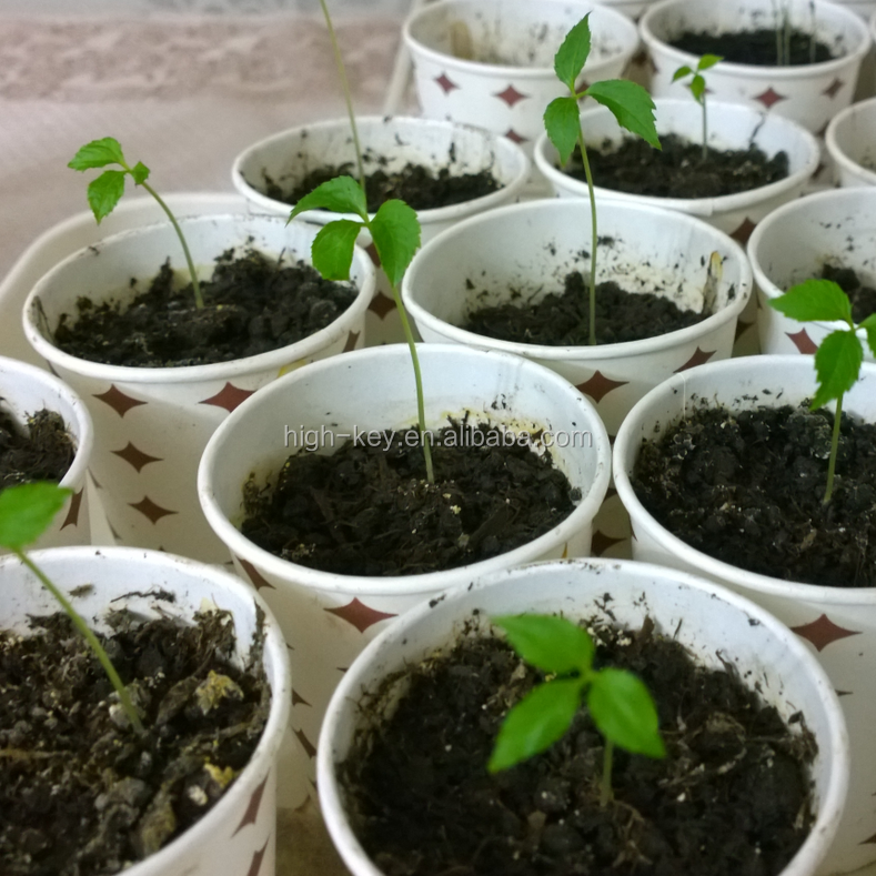 Купить Семена Женьшеня Для Посадки