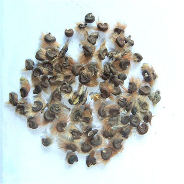 Купить Семена Гибискуса На Озон