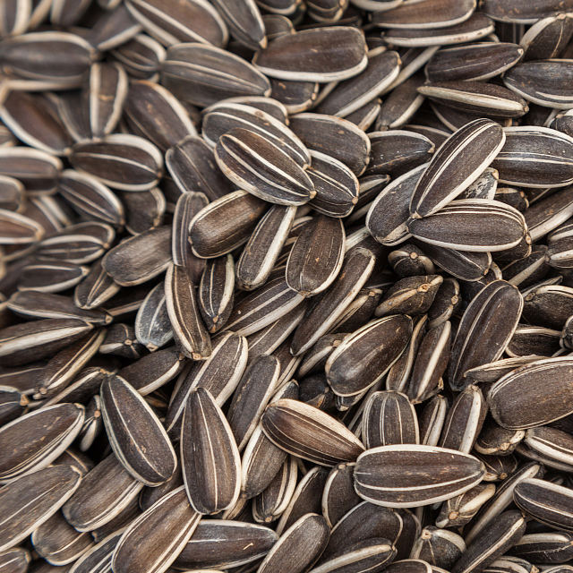 Купить Семена Подсолнуха В Ростове