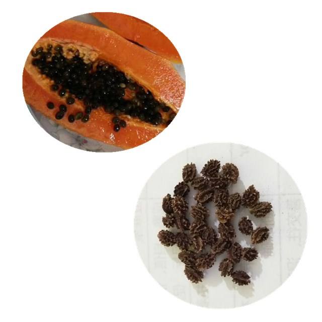 Семена Папайи Купить В Аптеке