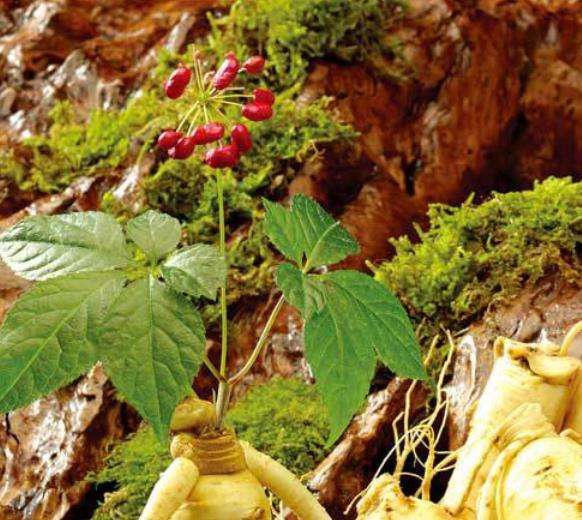 Купить Семена Женьшеня Для Посадки