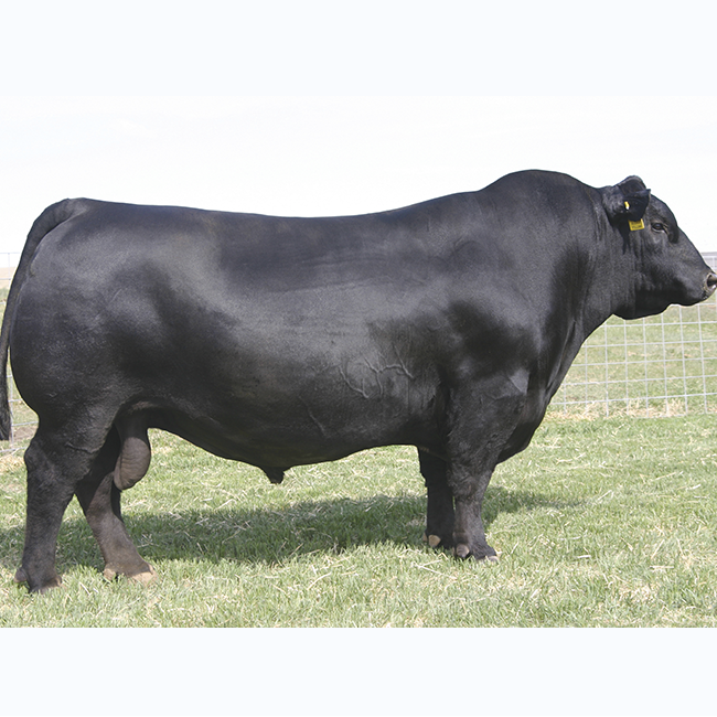 Где Можно Купить Корову Ангус