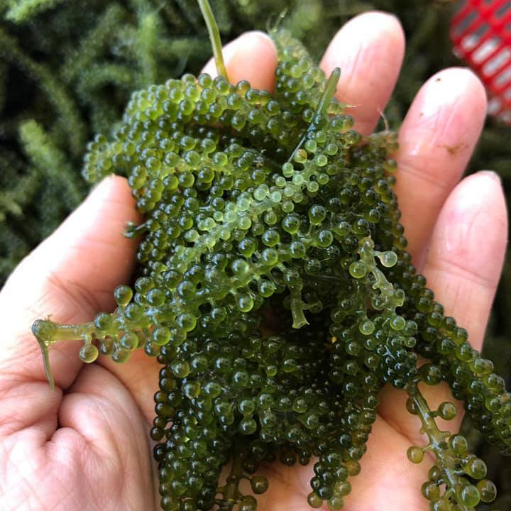 Морской Виноград Купить В Самаре