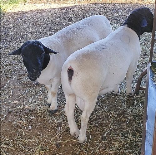 Дорпер Овцы Цена Где Купить