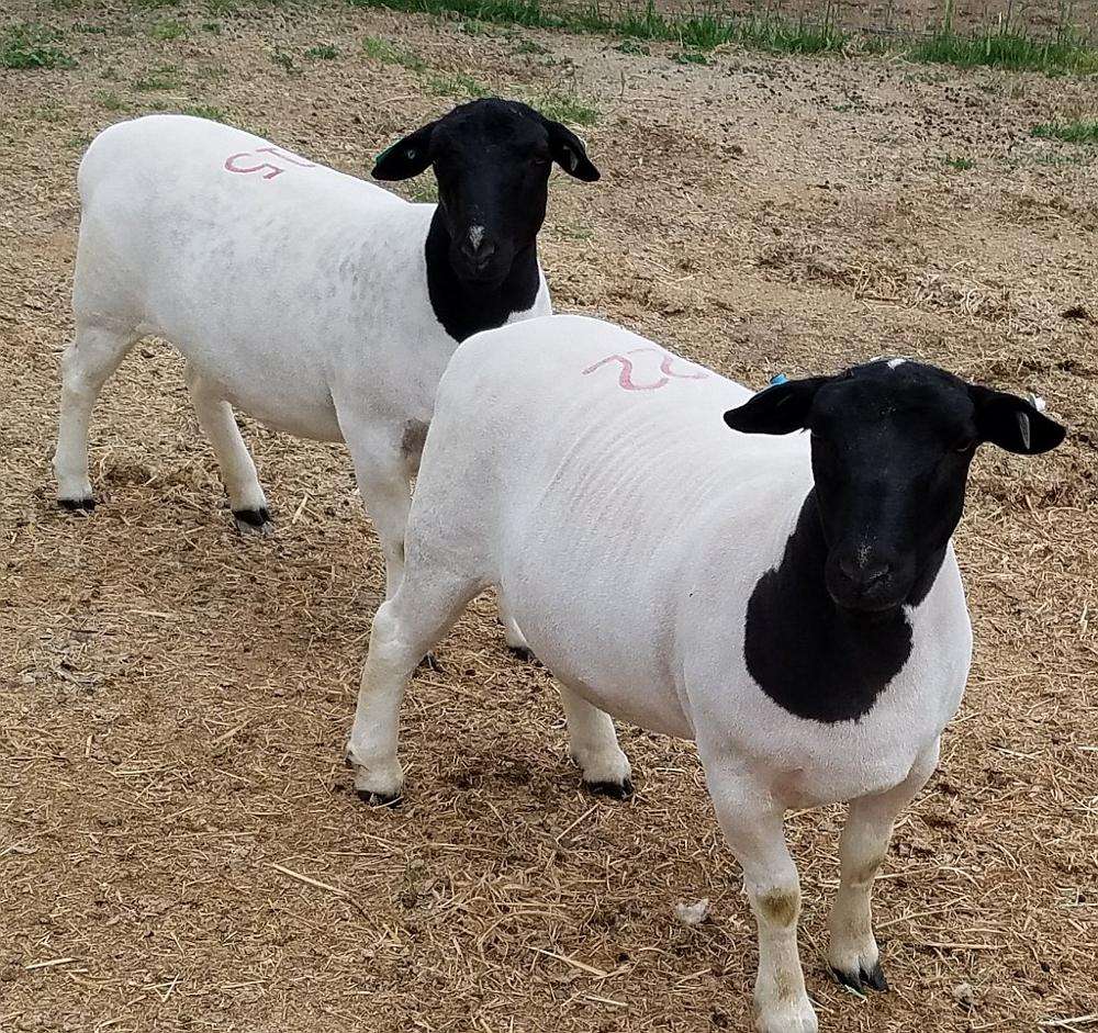 Дорпер Овцы Цена Где Купить