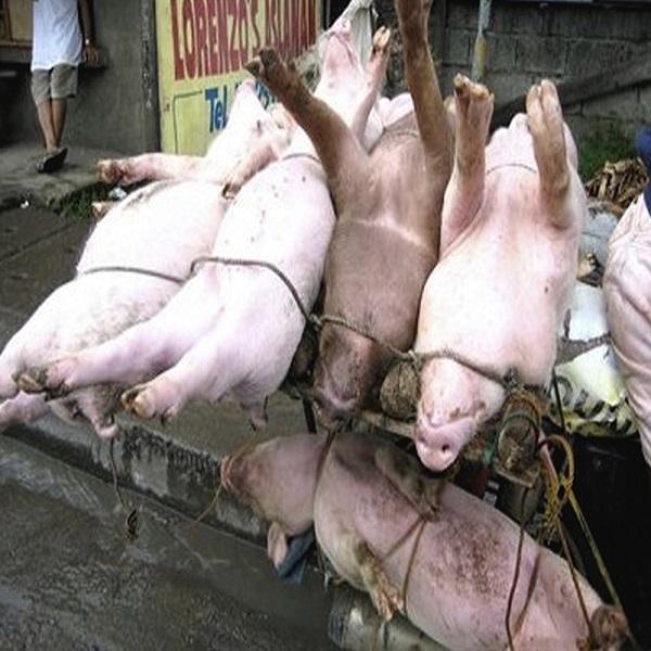 Купить Свинью Живую В Спб