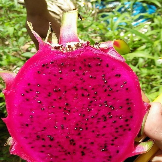 Драгон Фрукт Купить В Казани