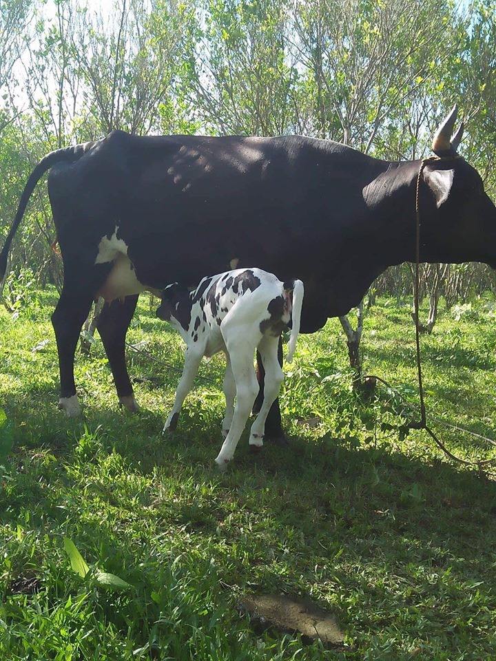 Купить Корову В Нижегородской Области Только Свежие