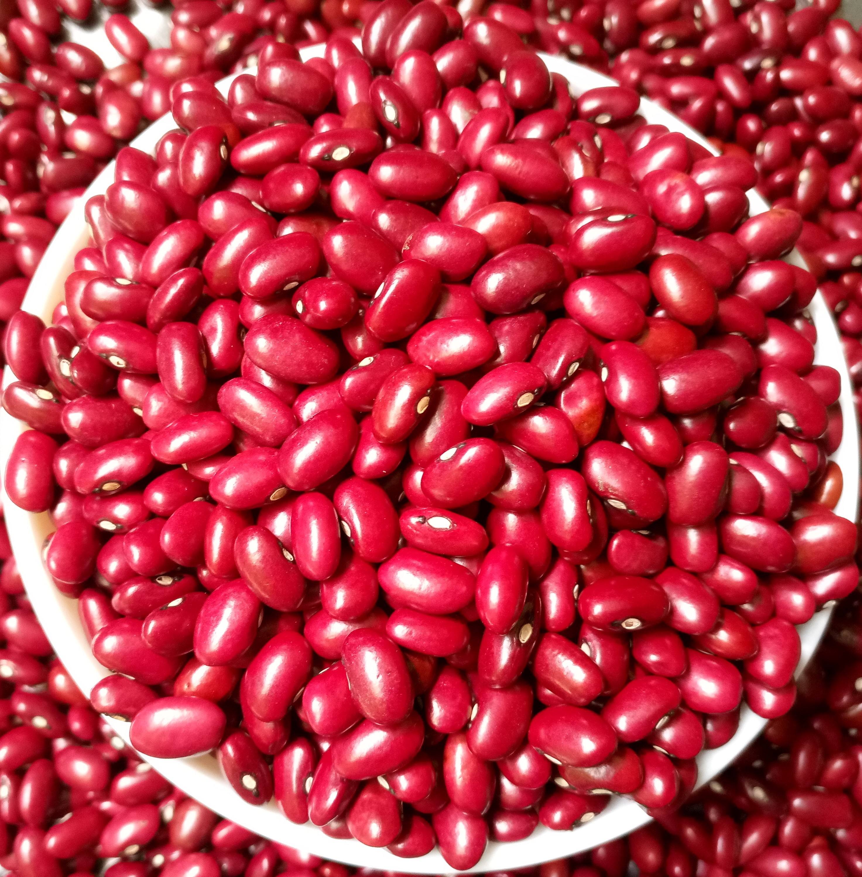 фасоль красная скороспелка. бобы на белом фоне. красный боб. бобы адзуки. красные бобовые.