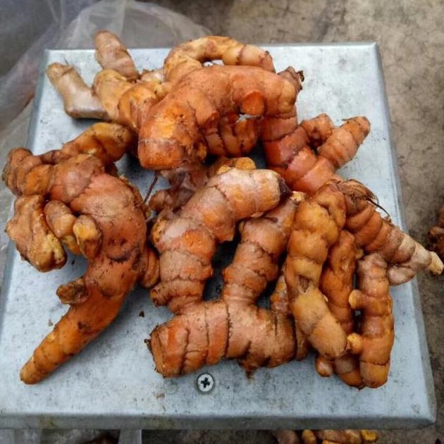 Свежий Корень Куркумы Купить В Москве