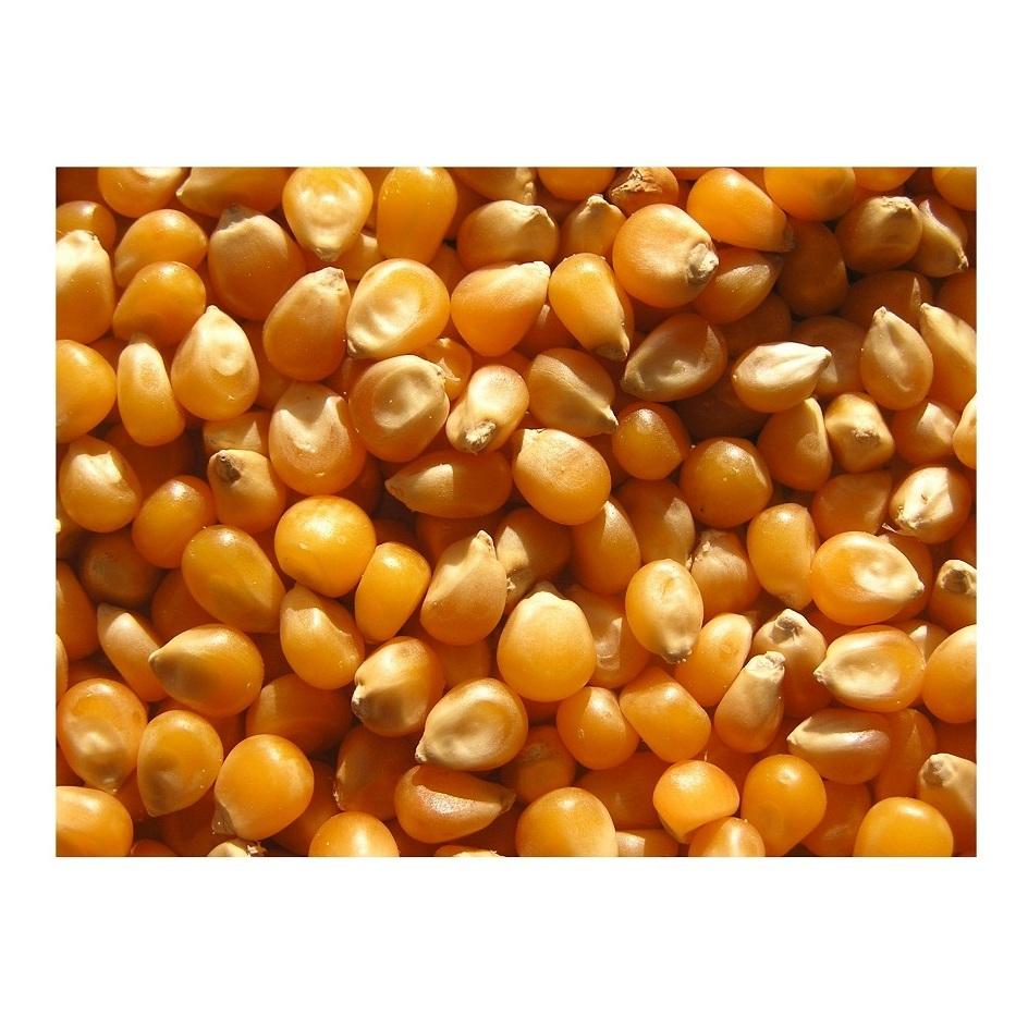 Купить Кукурузу На Авито Оптом