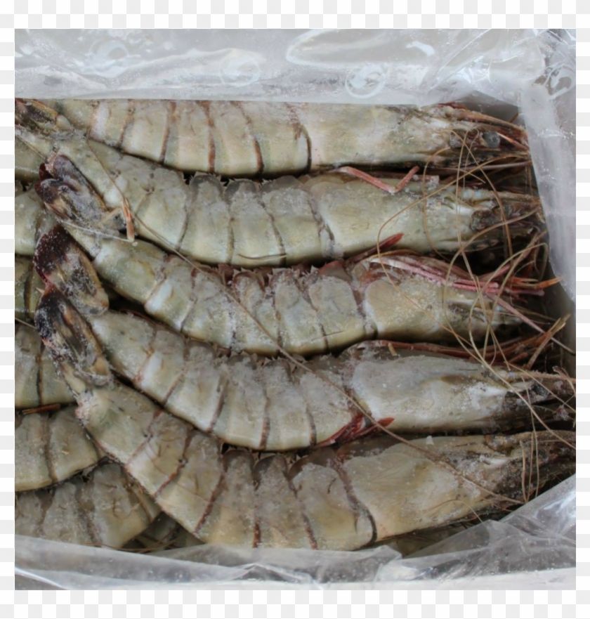 Купить Креветки Сухой Заморозки Оптом