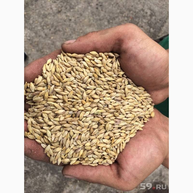 Авито Оренбургская Область Ячмень Купить