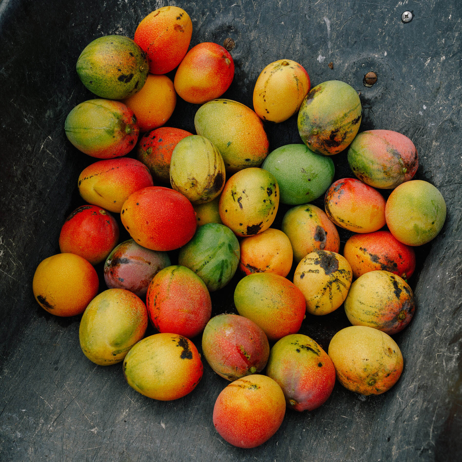 https://s.alicdn.com/%40sc04/kf/Ade2d8935fab14bbc989c11394fd229c5T/Best-Quality-Grade-a-South-Africa-Origin-Mango-Aseptic-Fruit-Puree-Fresh-Style-with-1-Year-Shelf-Life-for-Food-Use.jpg