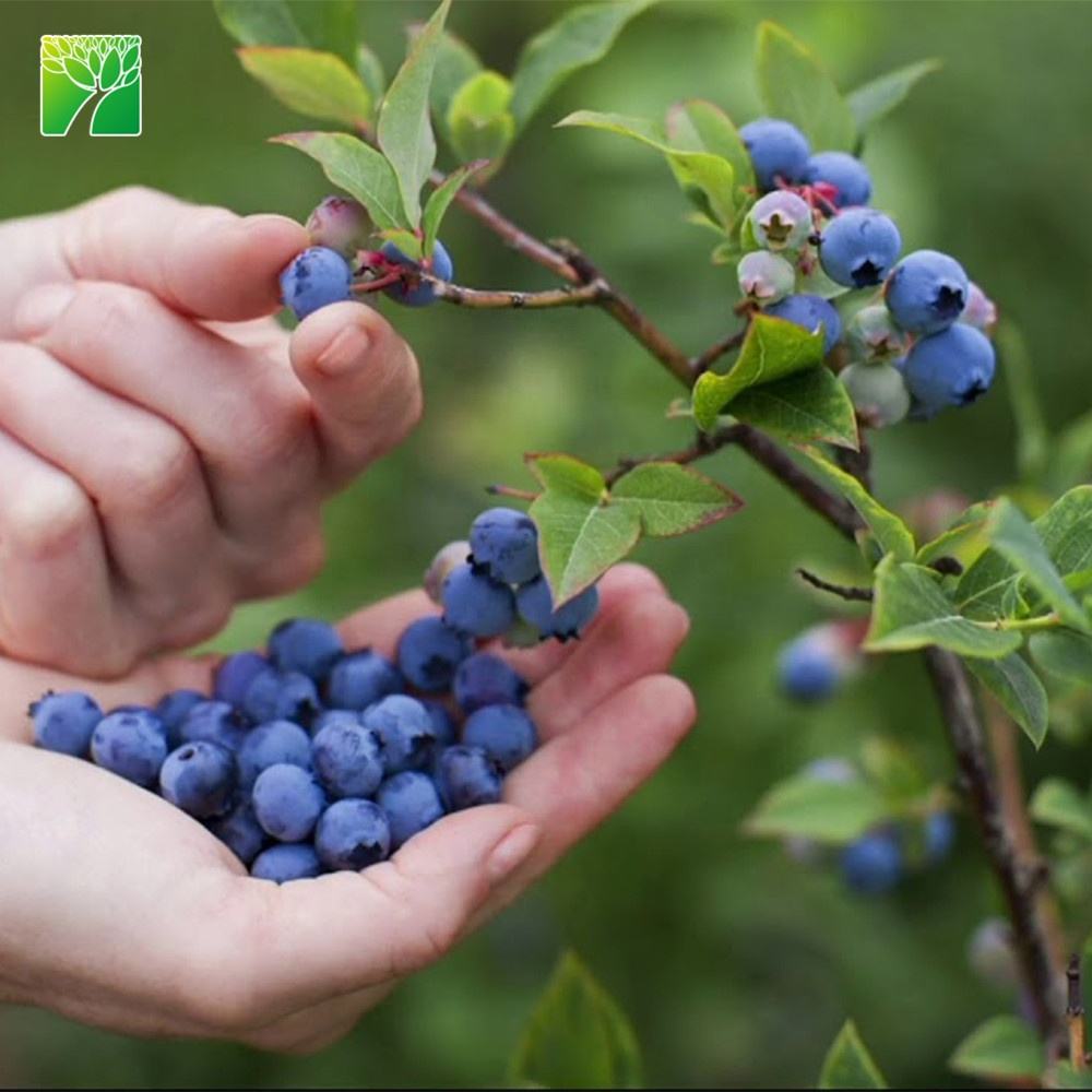 Черника Саженцы Купить В Новосибирске