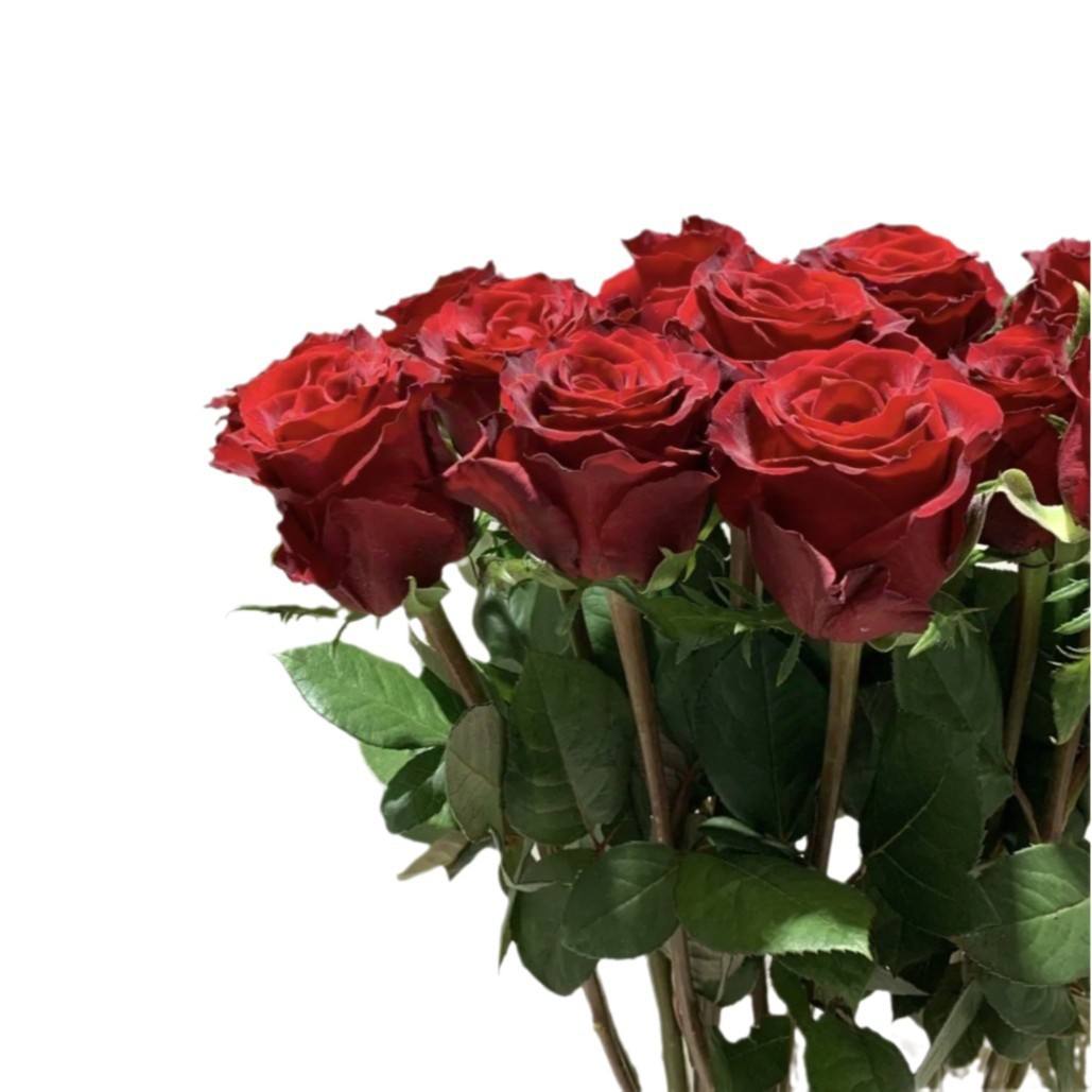 Fresh Red Roses
