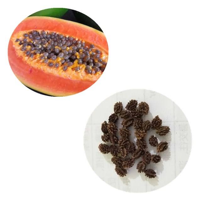 Семена Папайи Купить В Аптеке