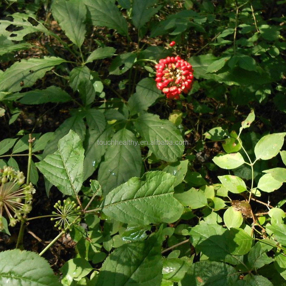 Купить Семена Женьшеня Для Посадки