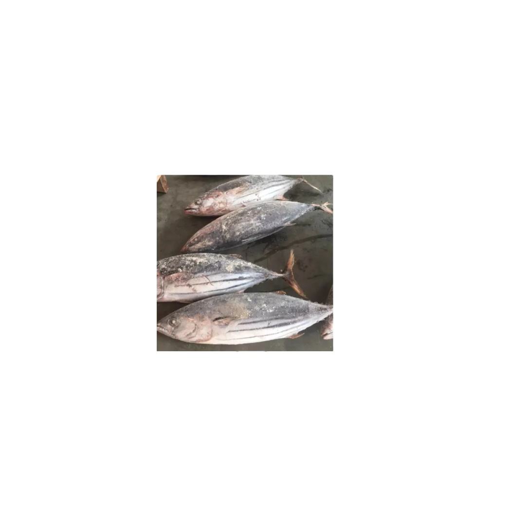 Тунец Замороженный Купить