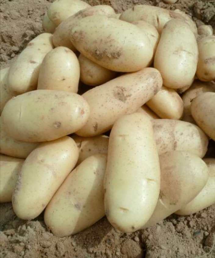 Сорт Картофеля Киранда Фото