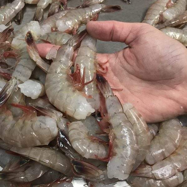 Картинки Креветки В Море