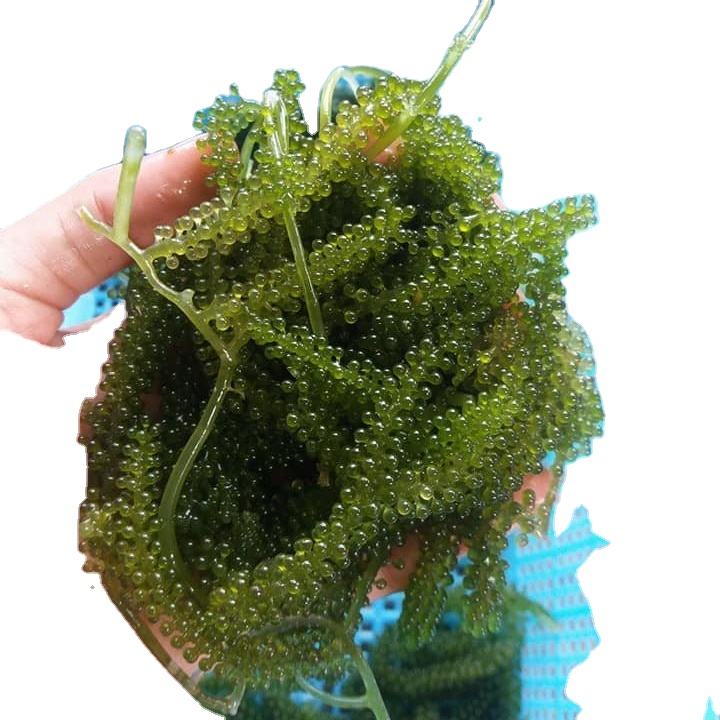 Морской Виноград Купить В Самаре