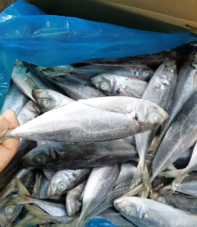 Недорогая Мороженая Рыба