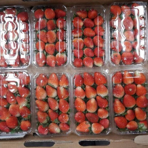 Купить Свежую Клубнику В Волгограде В Магните