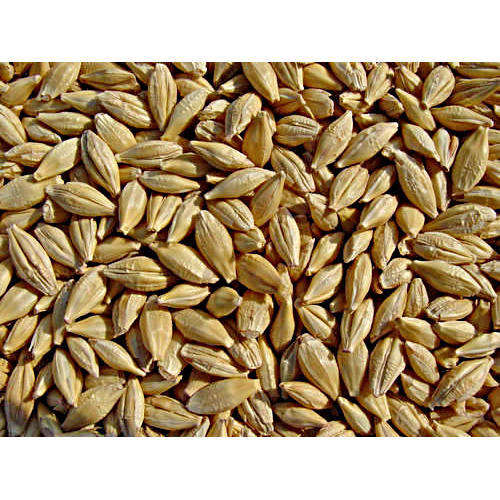 Авито Оренбургская Область Ячмень Купить