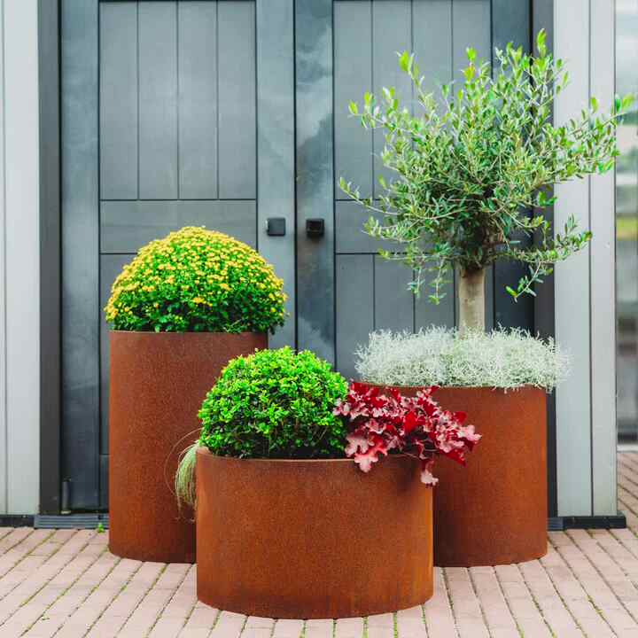 indoor banana tree plant Banana Tree main image 1