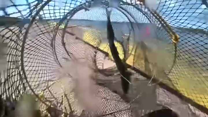 Topline High Quality 3M Square Fish Protection Fishing Net Fish