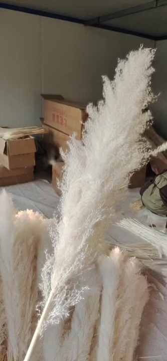 SZ0482パンパスグラスドライフラワーパンパスホワイトドライ