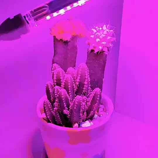 USB 5V LED Grow Light Full Spectrum Plant Lamp with Flexible Hose Indoor  Greenhouse Phyto Lamp Flower Seedling Hydroponic Light