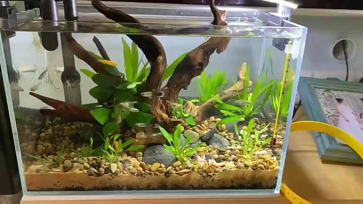 木製ナチュラルトランク流木水槽オーナメント - JIAN FISH 水槽用装飾品