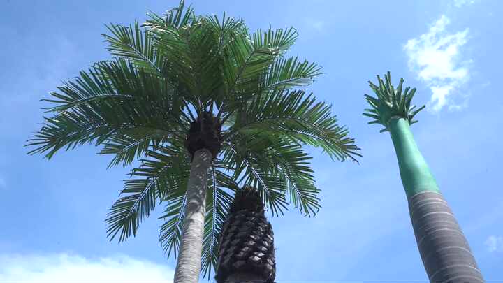 Fiberglass Artificial Fan Palm Tree - UV Resistant & Durable