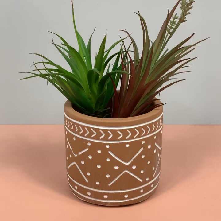 buy zz plant online ZZ Plant  Liberty Landscape Supply