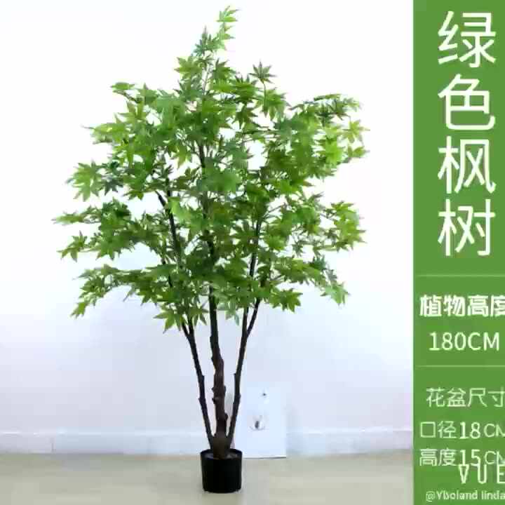 upright elephant ear plant Upright "Calidora" Elephant Ear Bulbs