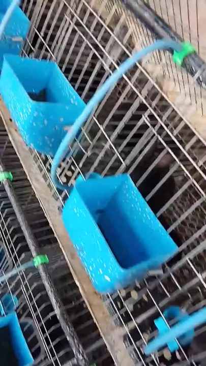 colo　うさぎ　ケージ 大きめ 金属製 Amazon.co.jp: 猫/犬/ウサギ ケージ金属製ペットプレイペン