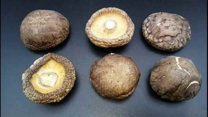 骨牌香菇干香菇1千克干花香菇菌柄茶花香菇 - buy dried shiitake