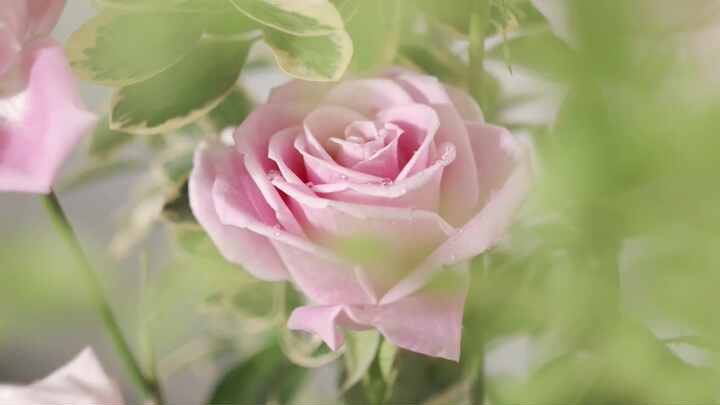 private label custom pink ice cream natural rose lavender