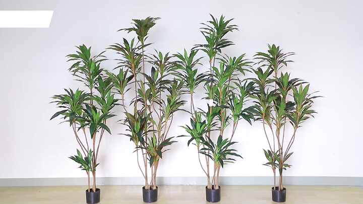 ficus bonsai price Buy Ficus Ginseng 4 Year Bonsai