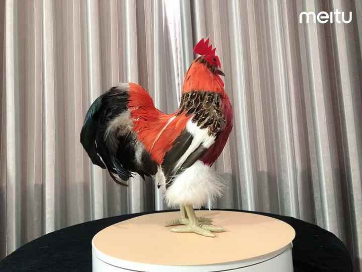 Simulation rooster model real feather animal