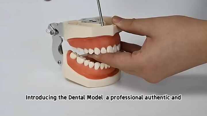 Student Practice Nissin 200 Type Teeth Jaw Dental Model| Alibaba.com